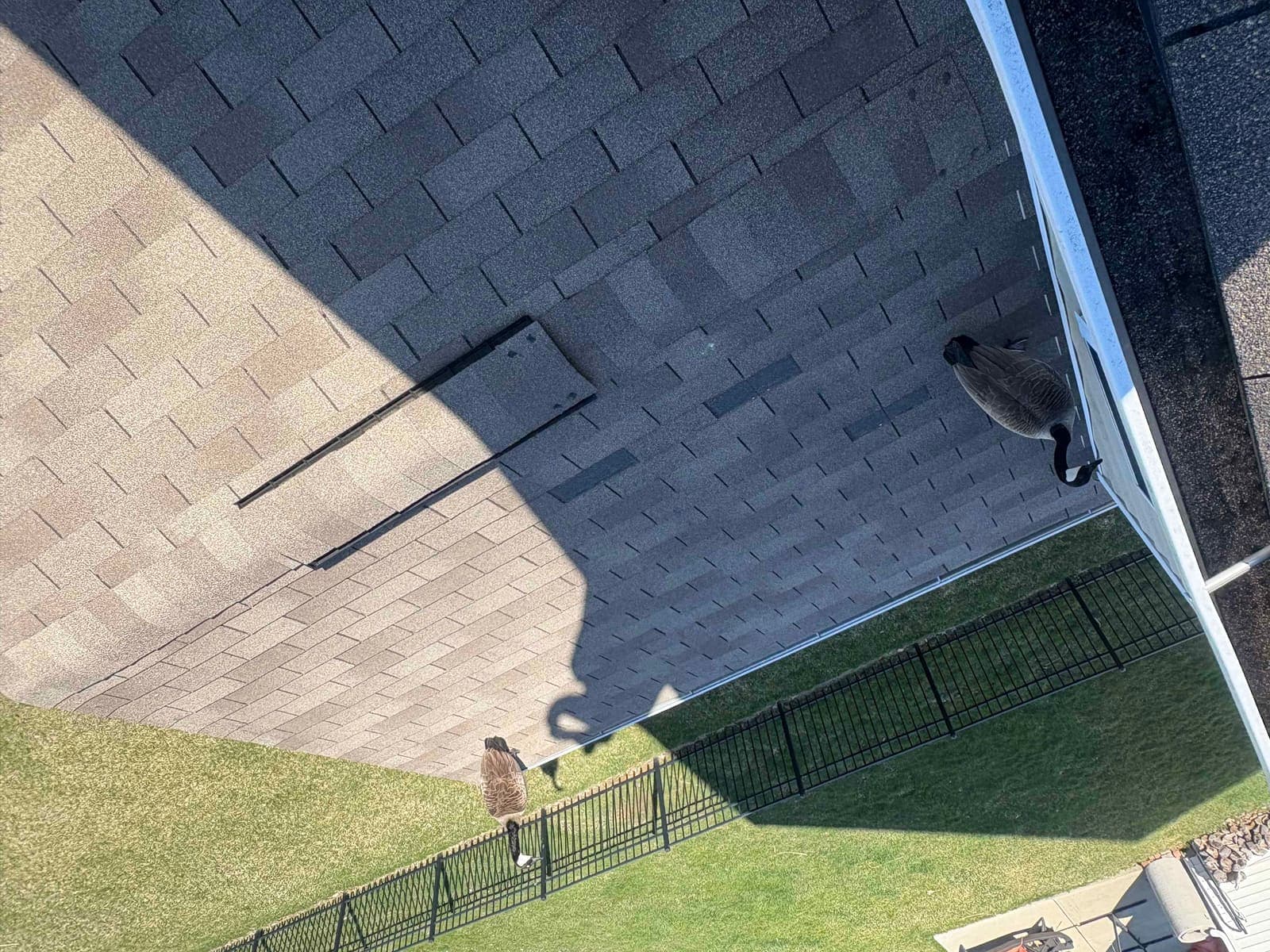Roof eave and gutter line after the storm with a Canada goose standing on the gutter, on a Whitestown-area inspection